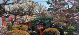 成福院の庭の花々　コロナ禍でも春は来る♬　